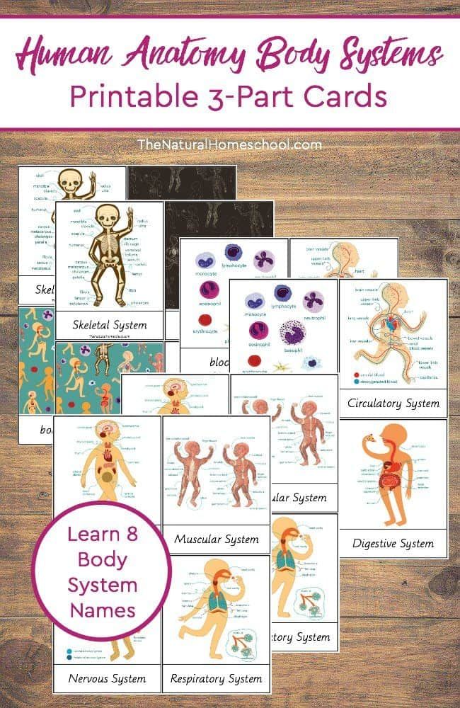 Human Anatomy Body Systems Printable 3-Part Cards